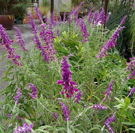 Salvia Leucantha Midnight Urban Tree Farm Nursery