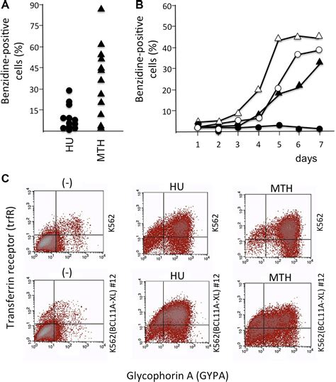 Development And Characterization Of K562 Cell Clones Expressing Bcl11a Xl Decreased Hemoglobin