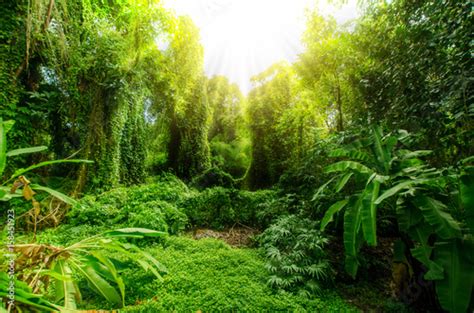 Tropical Forest Trees In Sunlight And Rain Wall Mural Wallpaper