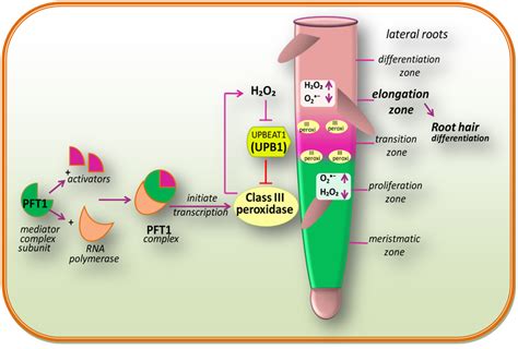 Model Depicting The Role Of Ros Ca2 And Ph In Tip Growth Of