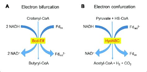 Examples Of A Electron Bifurcation And B Electron Confurcation