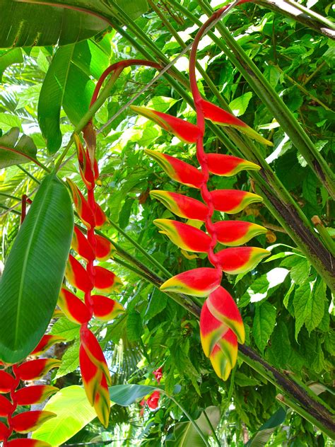 Tropical Plant With Red Flowers - Plant Ideas