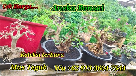 Cek Harga N Koleksi Terbaru Bonsai Du Mas Teguh Wa 0813 3604 7544 YouTube