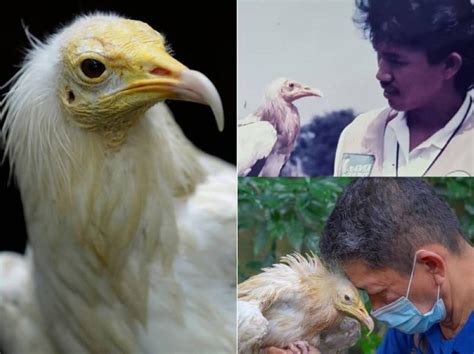 Sixty Year Old Egyptian Vulture Rod Oldest Bird At Singapores Jurong