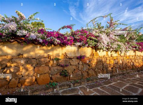 Bougainvillea Buttiana Flowering Plant A Garden Hybrid Of Flower