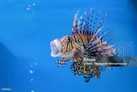 Tentang Ikan Laut Dan Ikan Air Tawar Di Aquarium Foto Stok Unduh Gambar Sekarang Air