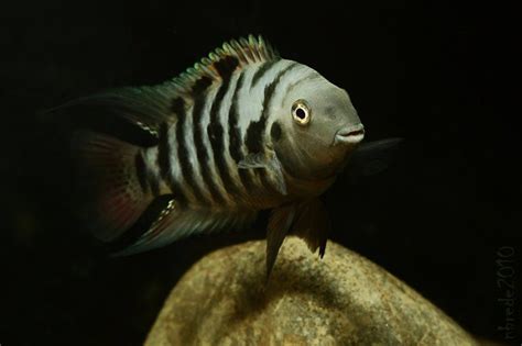 Amatitlania Nigrofasciata Acquariofilia Consapevole