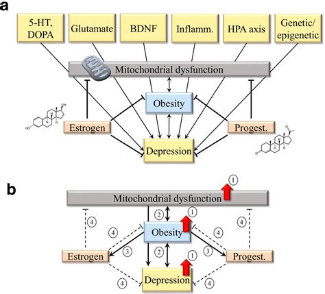 A Obesity Depression Physiopathology And Female Sex Hormone