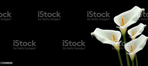 Deepest Sympathy Card With Calla Lily Flowers Isolated On Black