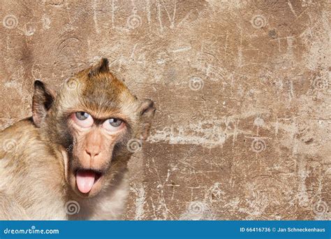 Macaco De La India Con Su Lengua Que Se Pega Hacia Fuera Con Los Ojos