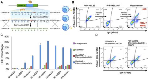 Optimizing Parameters For Homology Directed Repair HDR A An