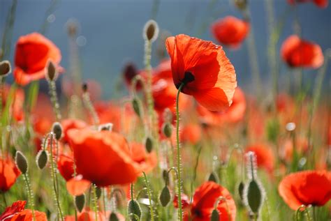 Free Images Field Meadow Petal Red Flora Wildflower Flowers