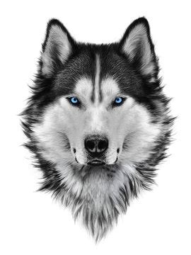 Husky Pencil Sketch