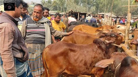 আজ ১০ ফেব্রু২৩ ঢাকার খামারী কি দামে কুরবানীর টার্গেটের শাহীওয়াল ও