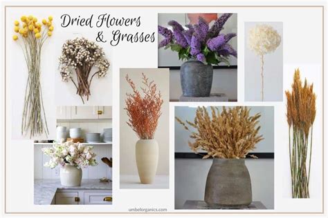 Natural And Eco Friendly Dried Flowers And Grasses Umbel Organics