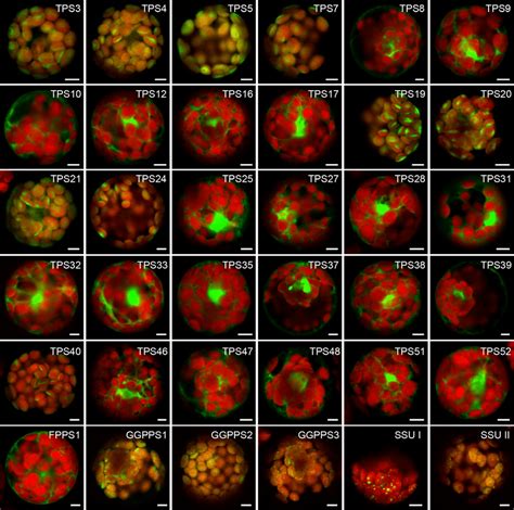 Subcellular Localisation Of The Tomato Terpene Synthase Tps And