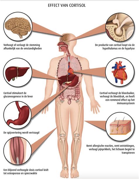 Wat Doet Het Stresssysteem Uitleg Menselijk Lichaam