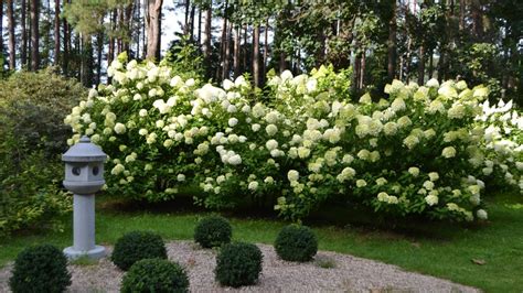 How To Grow And Care For Limelight Hydrangeas