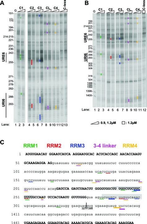 A Map Of PTB RRM Interactions With FAS RNA A And B Fe II BABE