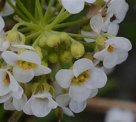 Lobularia Maritima