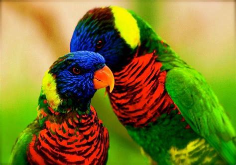 Amazing World And Fun Beautiful Colorful Birds Nature