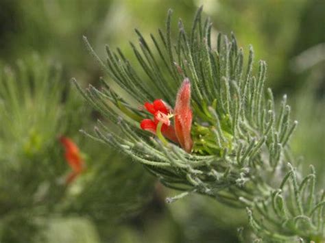 ADENANTHOS SERICEUS Albany Wooly Bush Flower Native Garden