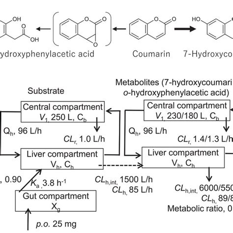 Major Metabolic Pathways Of Coumarin A And Coumarin Pbpk Model B Download Scientific