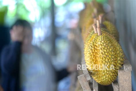 Kirab Budaya Meriahkan Festival Durian Semarang 2024 Republika Online