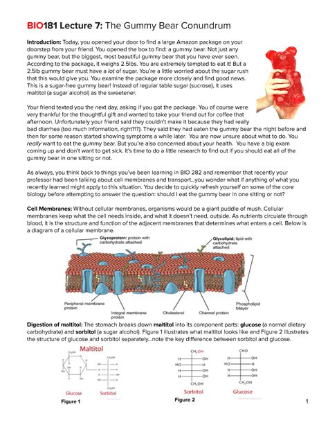 Copy Of Bio Lecture Worksheet Bio Lecture The Gummy Bear