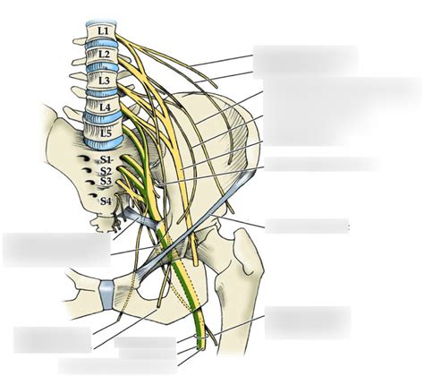 Lumbar Plexus Diagram Quizlet