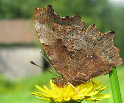 Sommerfuglbloggen Nordic Butterflies Hvit C Polygonia C Album