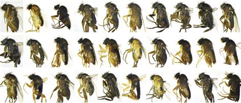 30 New Fly Species Discovered, in LA, This Year | The Skeptics Guide to ...