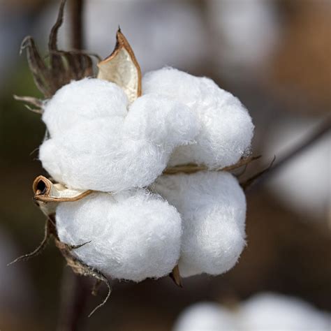 Alabama Cotton Boll Photograph by Kathy Clark - Pixels