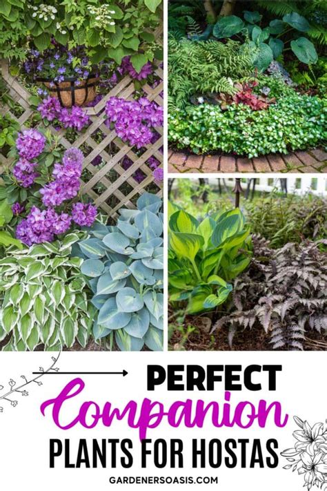 Lots Of Pictures Of Hosta Companion Plants I Love All The Options For