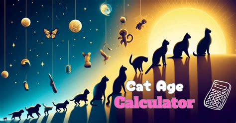 Calculadora De Edad Del Gato Qu Edad Tiene Tu Gato En A Os Humanos