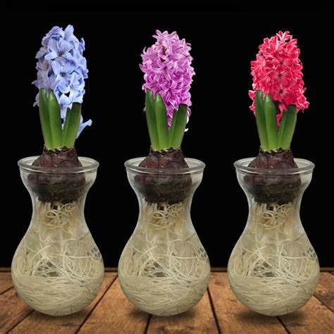 3 Forcing Glass Vase W3 Hyacinth Bulbs Mixed For Indoor Bulb Etsy