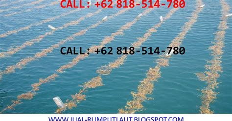 Supplier Rumput Laut Pusat Grosir Rumput Laut Di