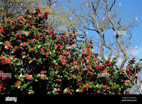Camellia Japonica Lady Campbell In Flower Stock Photo Alamy
