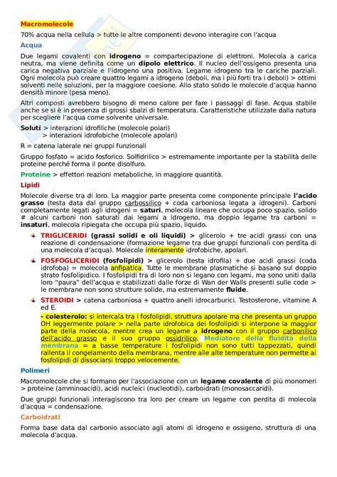 Biologia Applicata Macromolecole Cellula Eucariotica Sintesi Del Dna