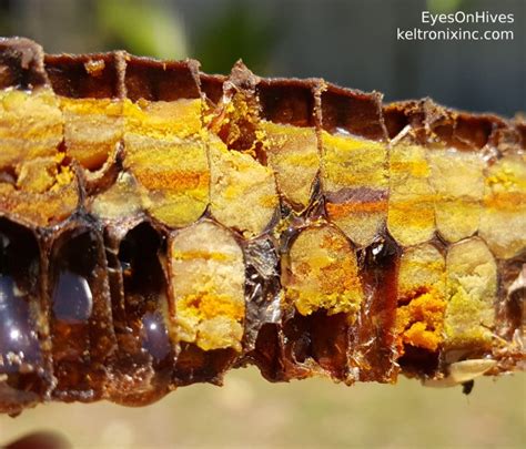 Fermentation Bee Pollen To Bee Bread Eyesonhives