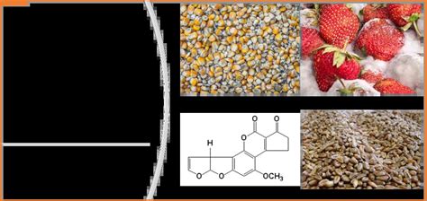 Mycotoxines Et Mycotoxicoses Alimentaires Sientecal