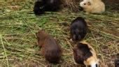 Cavia Porcellus Of Different Colors Climbed Out Of Their House Looking For The Right Stem Of ...