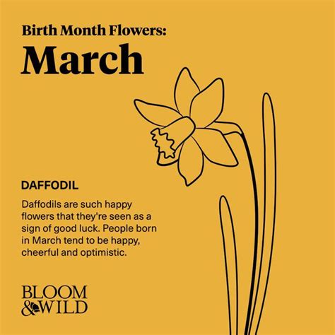 March Birth Flower: Daffodil | March birth flowers, Birth flowers ...