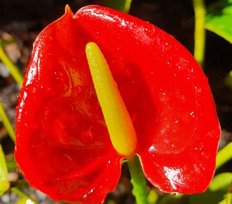 red anthurium tropical grace