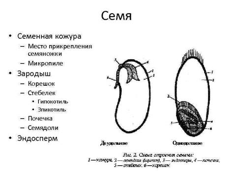 Строение цветкового растения Генеративные органы Цветок