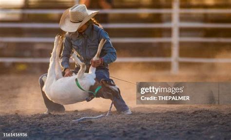 Goat Tying Photos And Premium High Res Pictures Getty Images