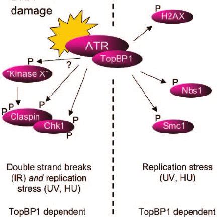 DNA Damage Induced Interaction Between Claspin And Chk1 Depends Upon