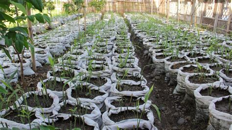 Kebun Jahe Nusantara Budidaya Jahe Dalam Karung Hasilkan Benih Sehat