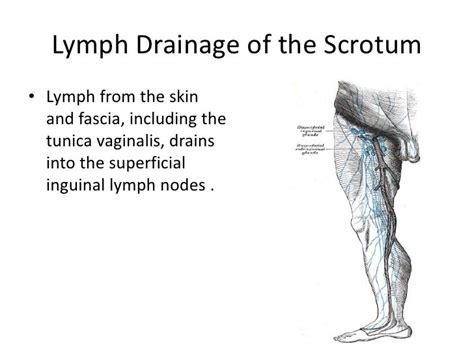 Male Reproductive System