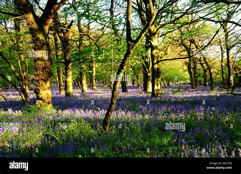 English woodlands hi-res stock photography and images - Alamy